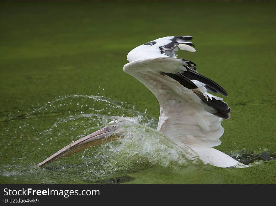 A pelicans is diving into the water. A pelicans is diving into the water