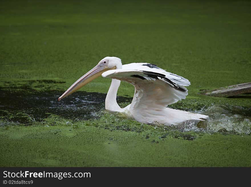 Pelican in water