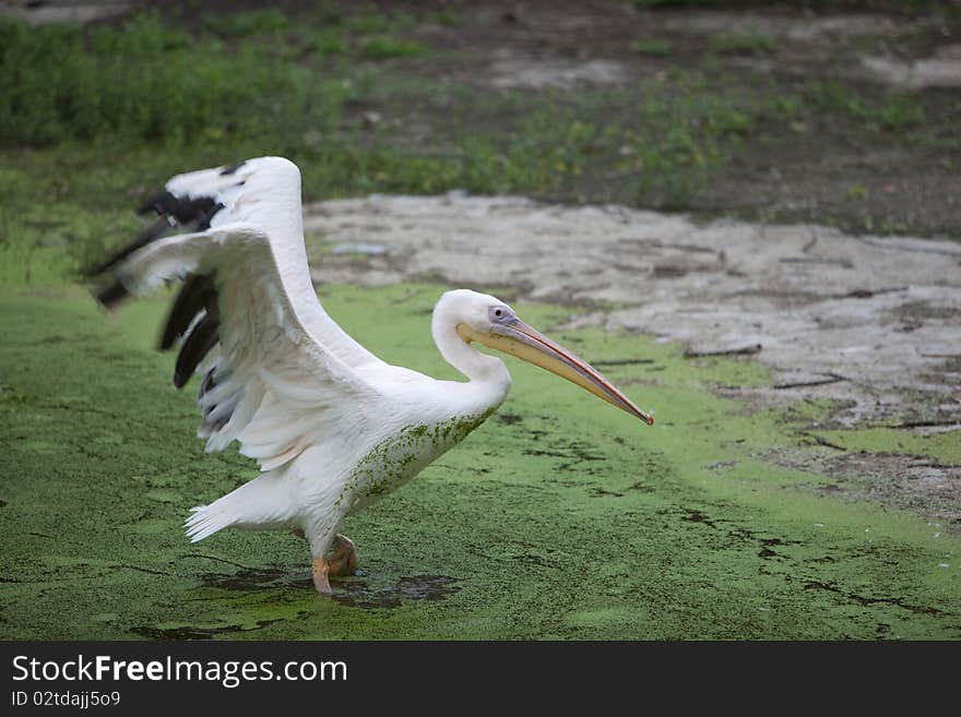 Pelican spreading wings