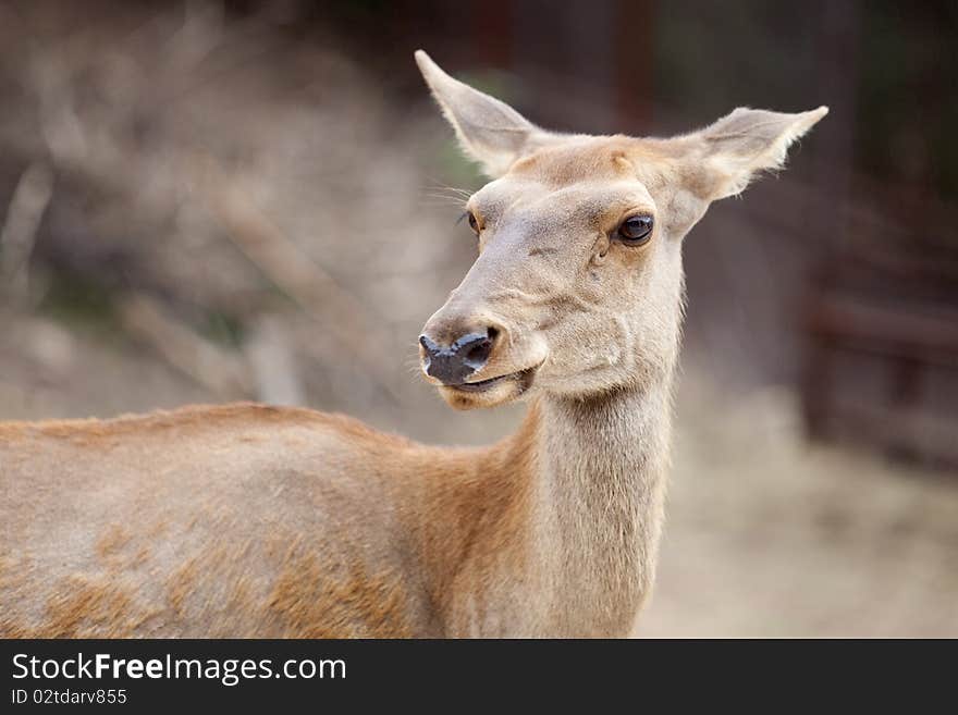 The front view of a red deer