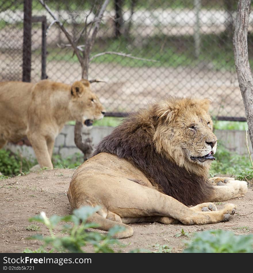 Lion And Lioness