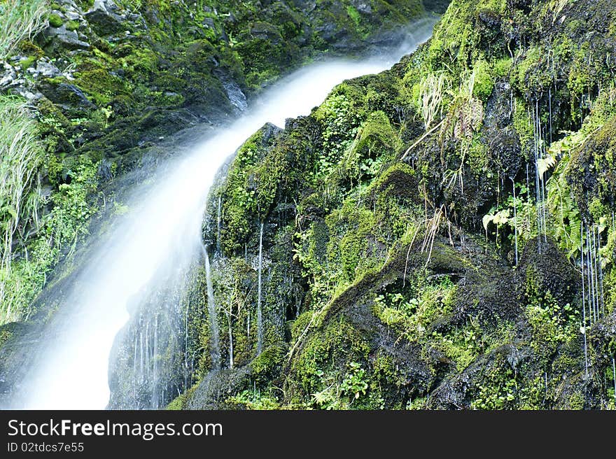 Grey Mares Tail