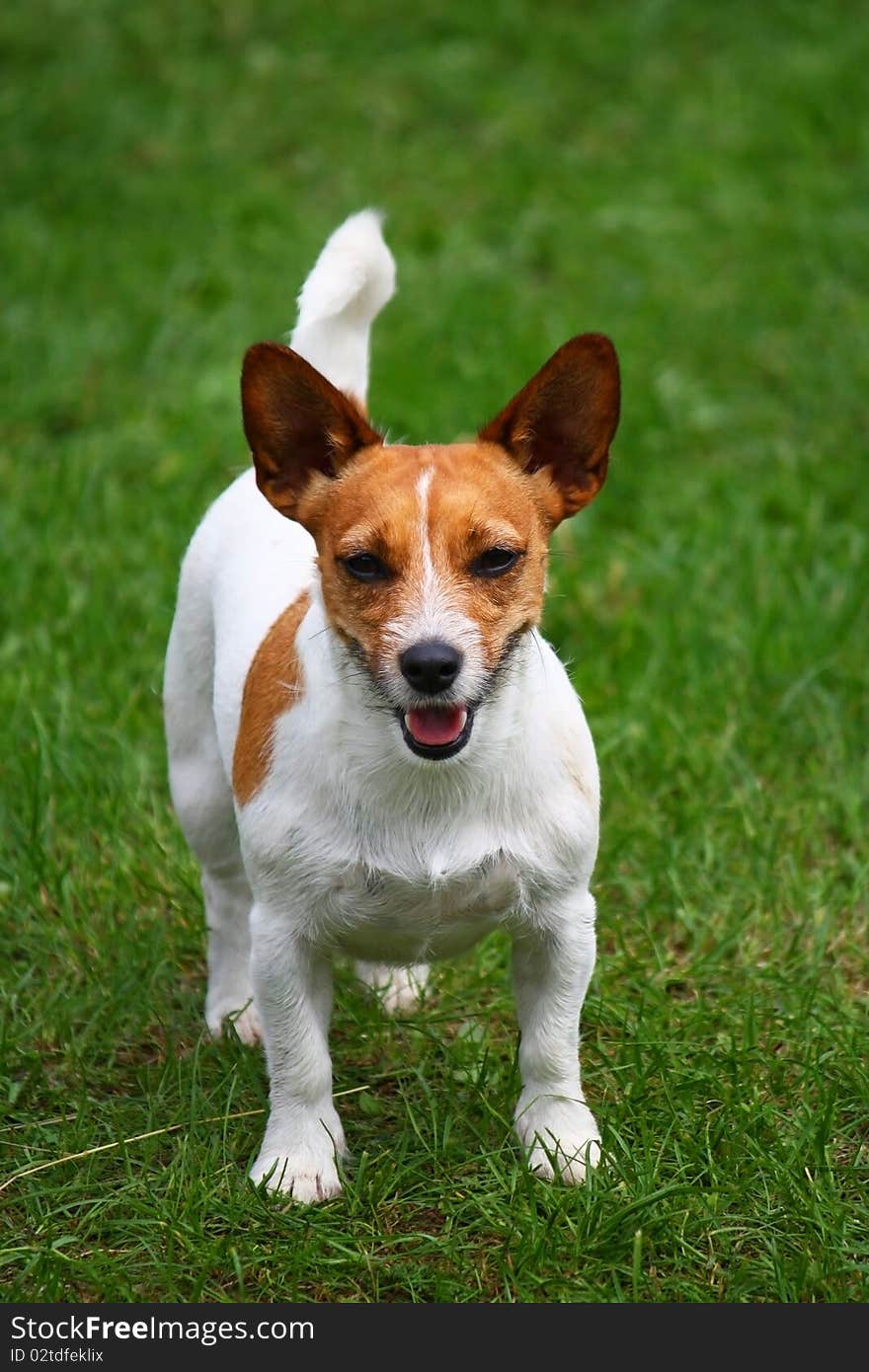 A currish jack russel terrier dog with ears up. A currish jack russel terrier dog with ears up