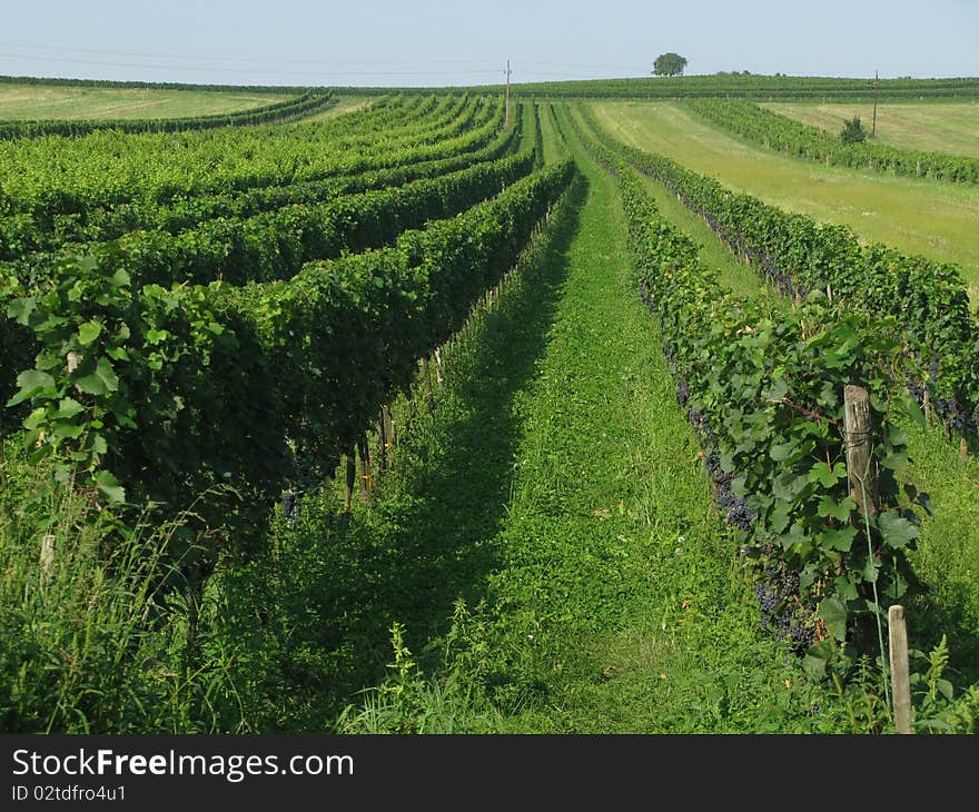 Vineyard - traditional agriculture on south Europe