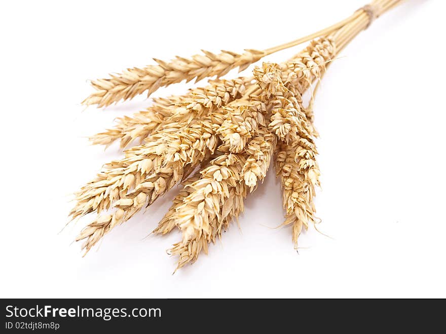 Wheat Ears