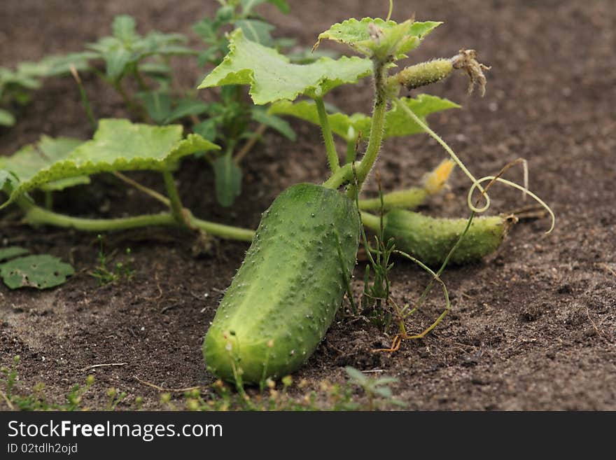 Gardening with cucumber leaves on the ground. Gardening with cucumber leaves on the ground