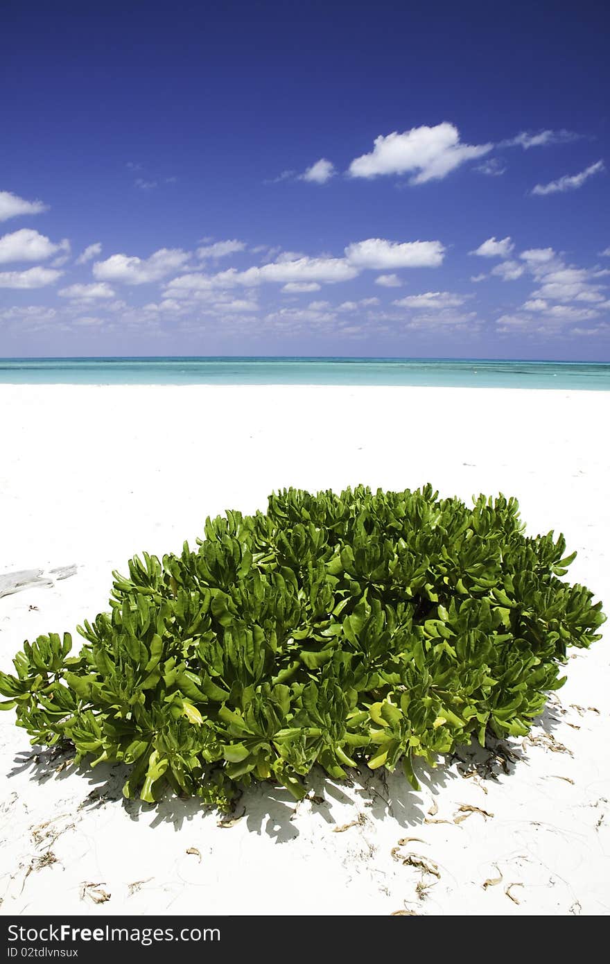 A view of a lone green beach plant and an empty beach. This shot was taken on Isla Pasion, a popular tourist destination for cruise ship passengers when visiting Cozumel, Mexico. The beach is a popular wedding location and was once used for a location shoot for a Corona beer ad. A view of a lone green beach plant and an empty beach. This shot was taken on Isla Pasion, a popular tourist destination for cruise ship passengers when visiting Cozumel, Mexico. The beach is a popular wedding location and was once used for a location shoot for a Corona beer ad.