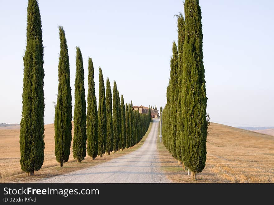 Trees Row