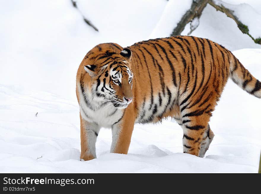 Siberian Tiger Onsnow