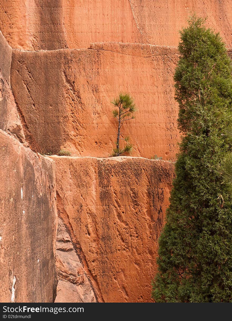 A little seedling finds a foothold on a sandstone ledge in Colorado Springs' Red Rock Canyon Open Space. A little seedling finds a foothold on a sandstone ledge in Colorado Springs' Red Rock Canyon Open Space.