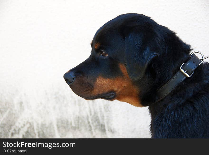 Close-up of a young mastiff rottweiler. Close-up of a young mastiff rottweiler