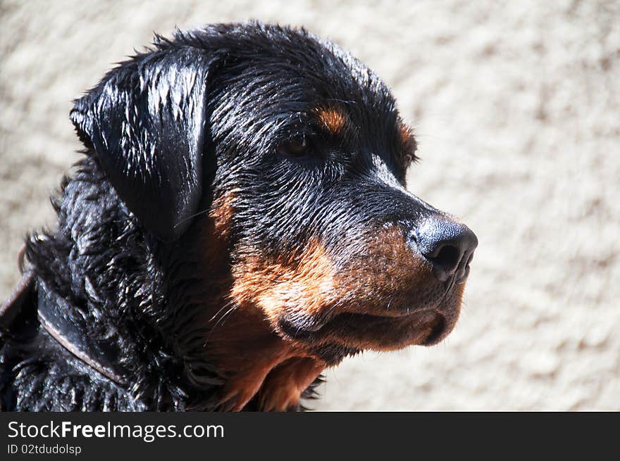 Close-up of a young mastiff rottweiler. Close-up of a young mastiff rottweiler