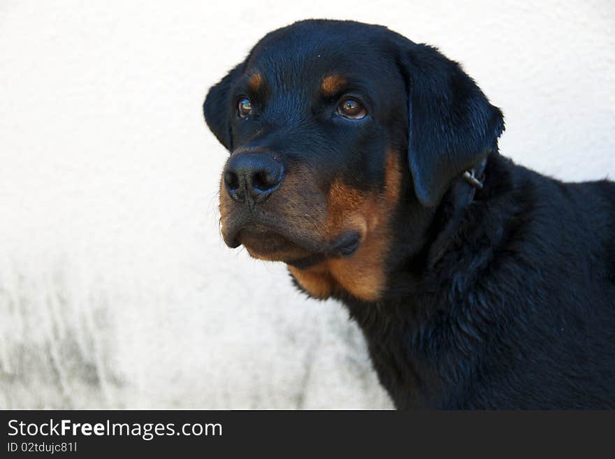 Close-up of a young mastiff rottweiler. Close-up of a young mastiff rottweiler