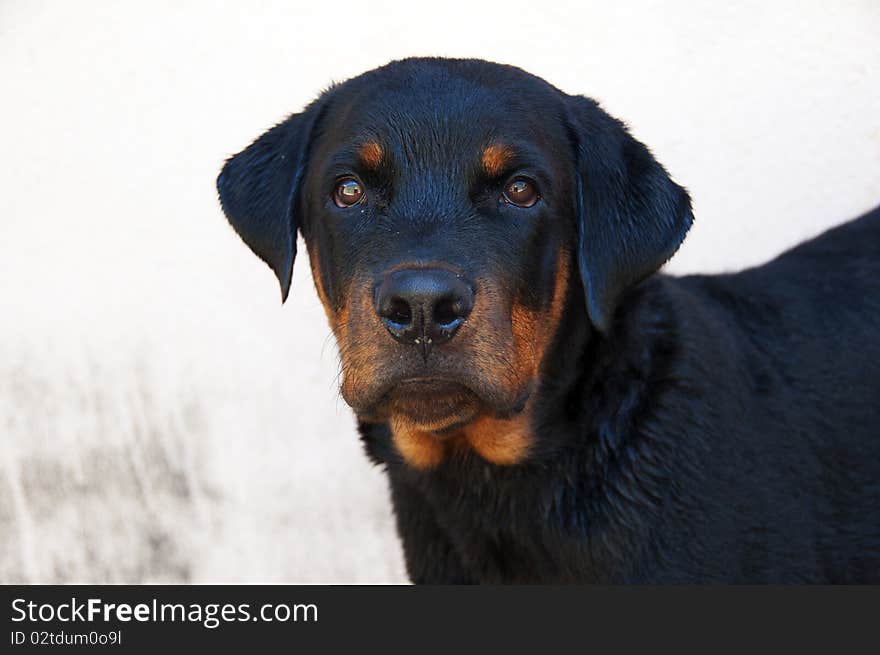 Close-up of a young mastiff rottweiler. Close-up of a young mastiff rottweiler