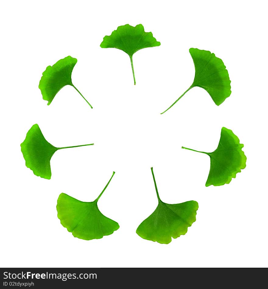 Seven green leaves of ginkgo biloba in a shape of a circle against the white background. Seven green leaves of ginkgo biloba in a shape of a circle against the white background.