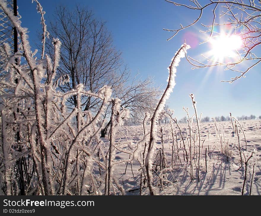 The sun shines through hoarfrost on branches. The sun shines through hoarfrost on branches