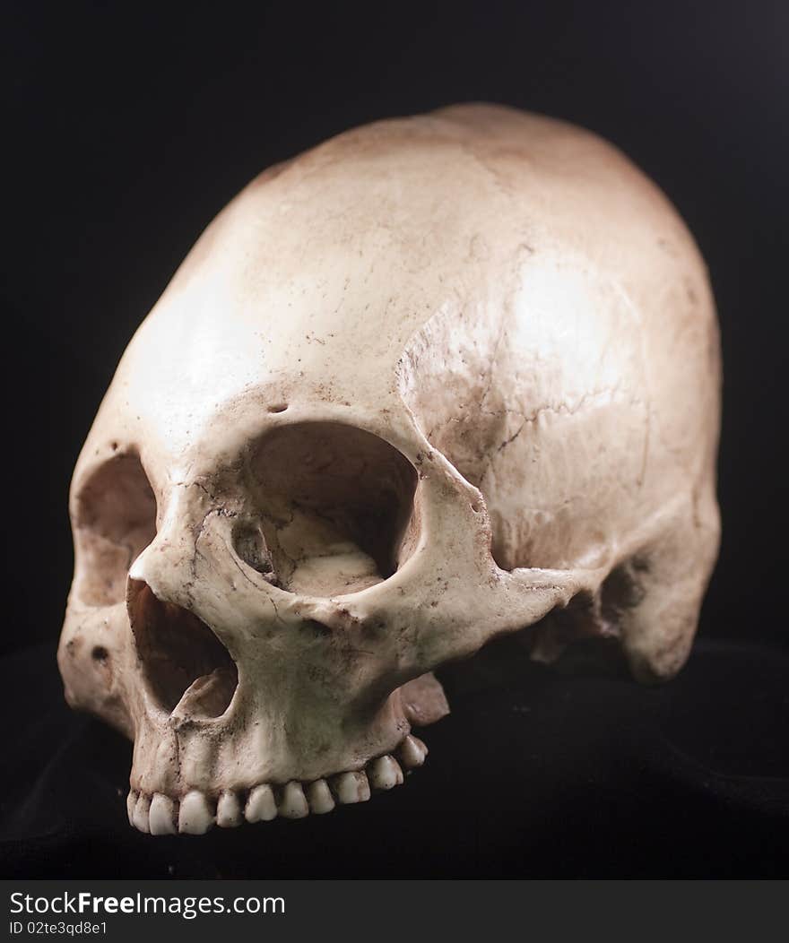 Human Skull