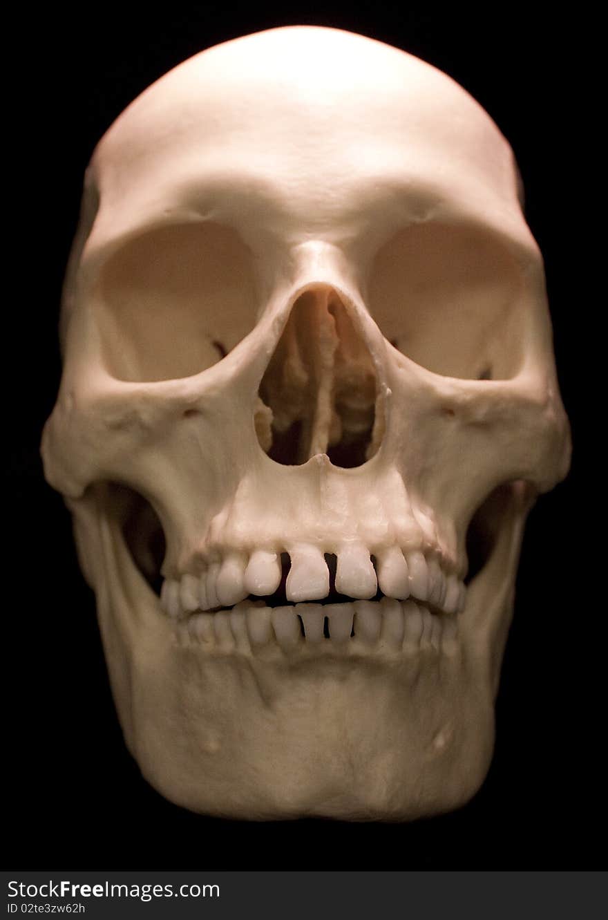 Skull