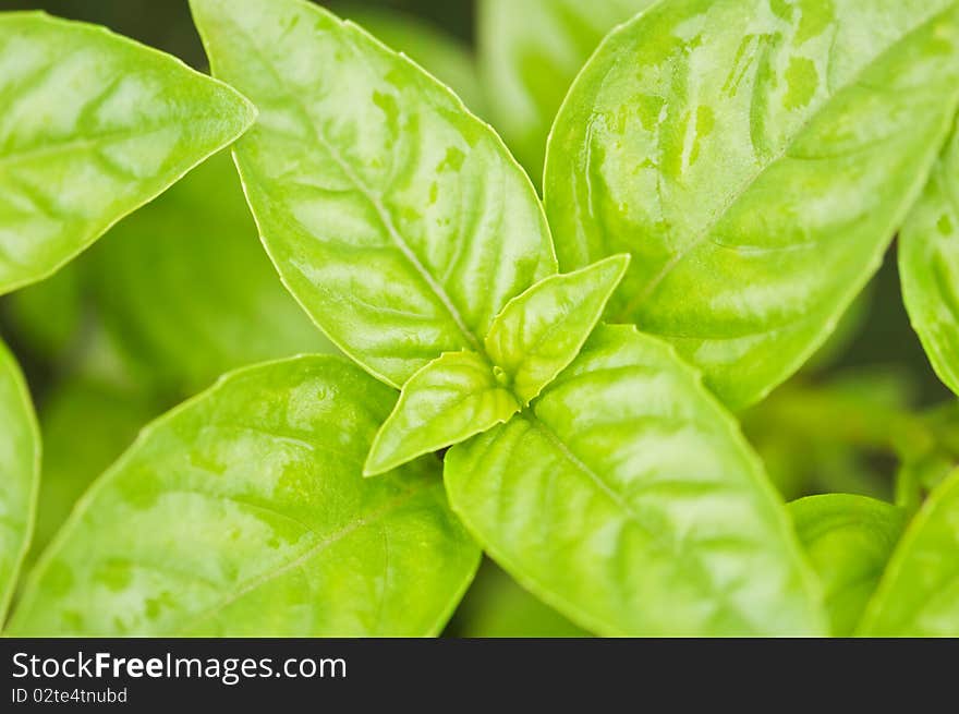 Fresh green basil close up