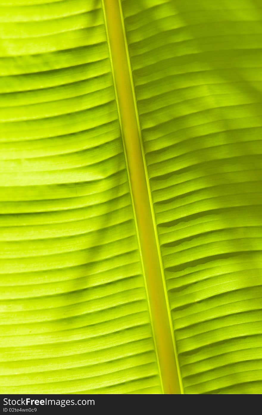 Banana leaf texture close up