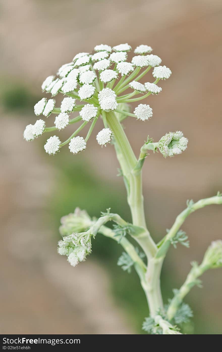 Heracleum