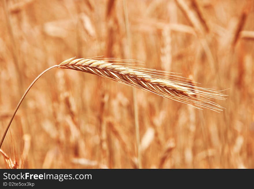 Dry wheat stem close up