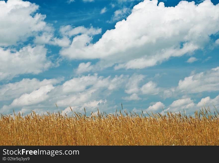 Wheat field and blue sky