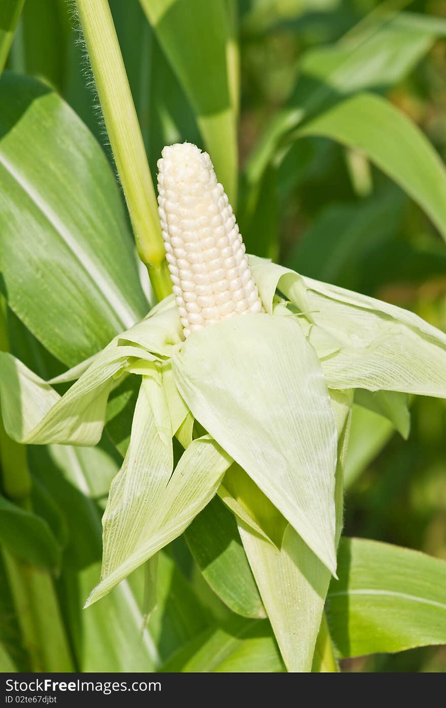 Corn on field close up