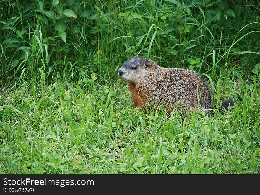 Marmot