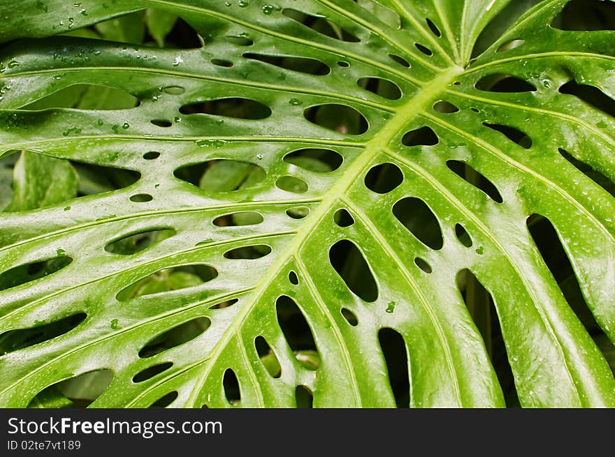 Green leaf texture close up