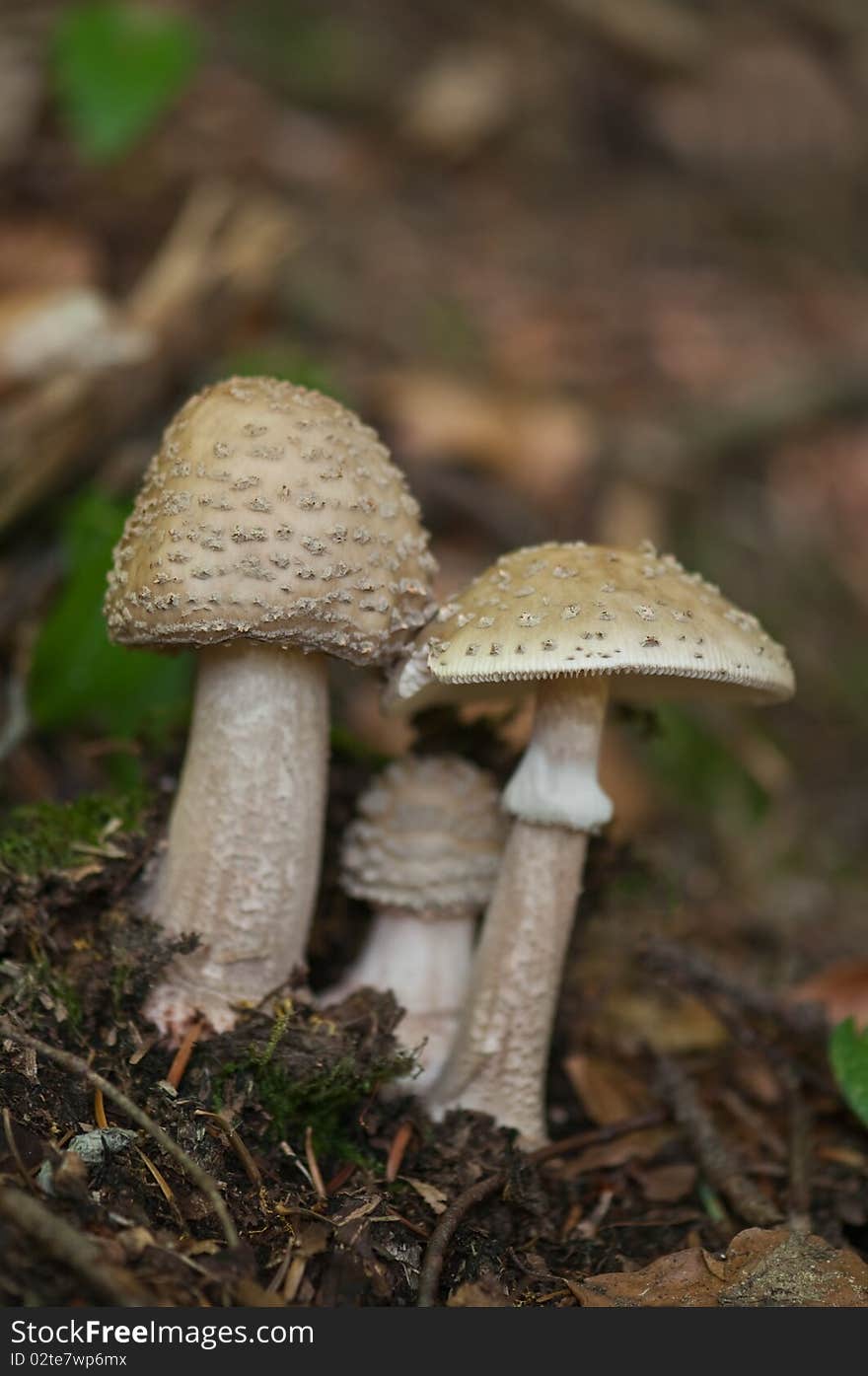 Mushrooms in forest close up. Mushrooms in forest close up