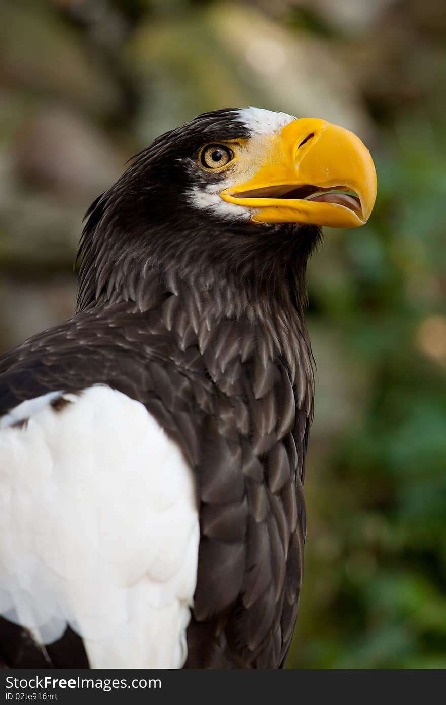 Closeup of eagle bird with orange beak. Closeup of eagle bird with orange beak