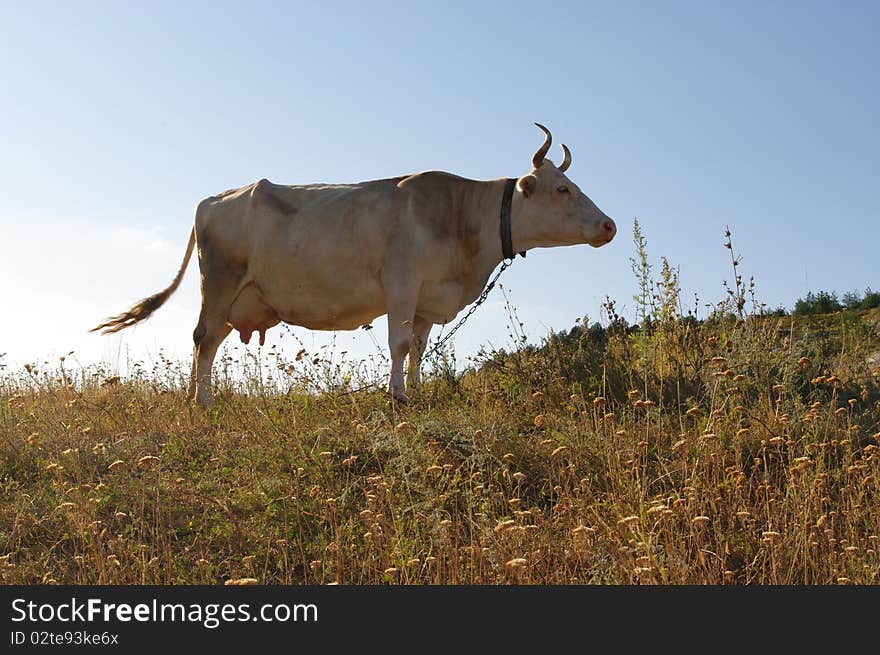 The cow grazed on a height. The cow grazed on a height