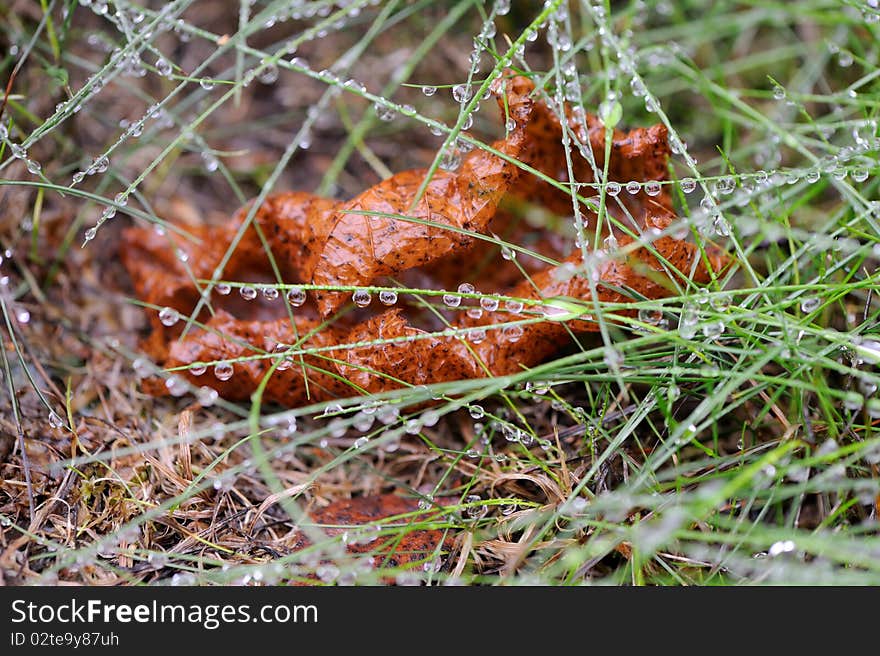 Closeup of dry leaf under green grass blades covered with morning dew. Closeup of dry leaf under green grass blades covered with morning dew