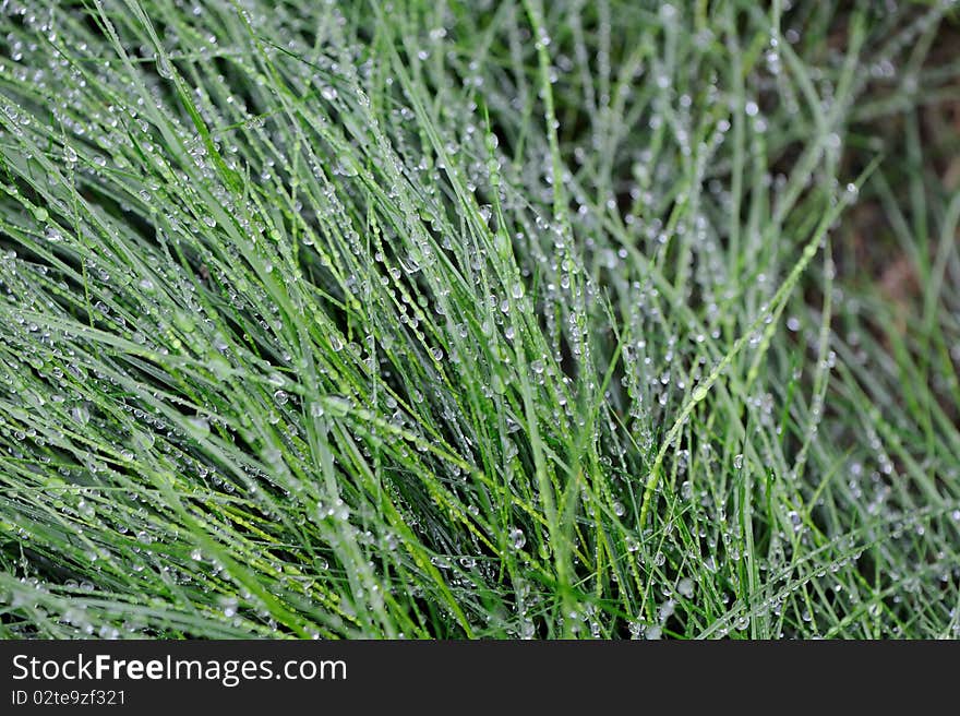 Closeup Of Green Grass Blades Covered With Dew