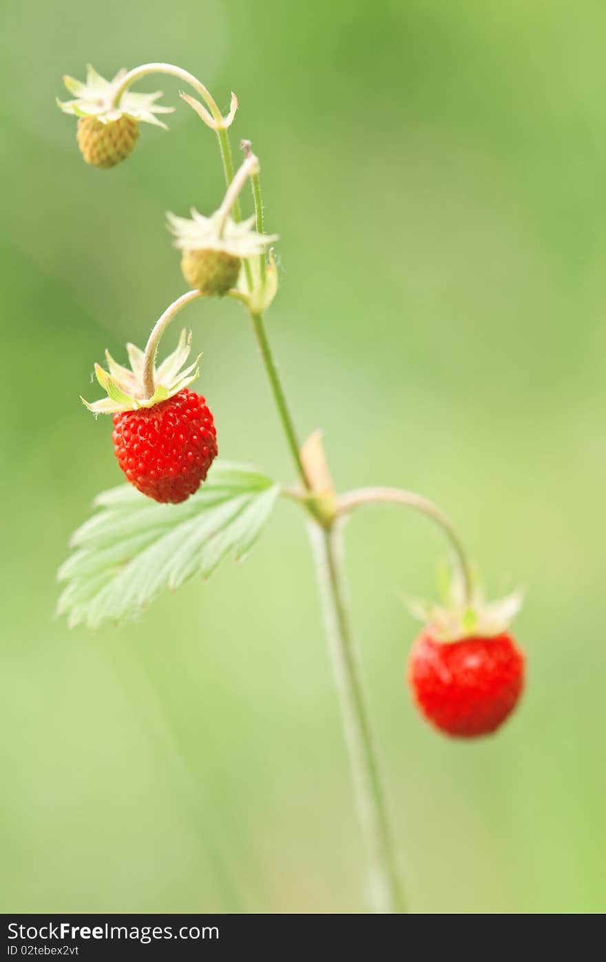 Red strawberry twig close up