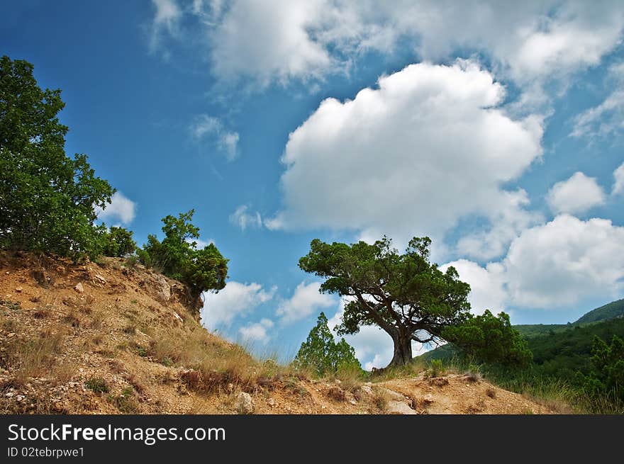 Big old tree on mountains