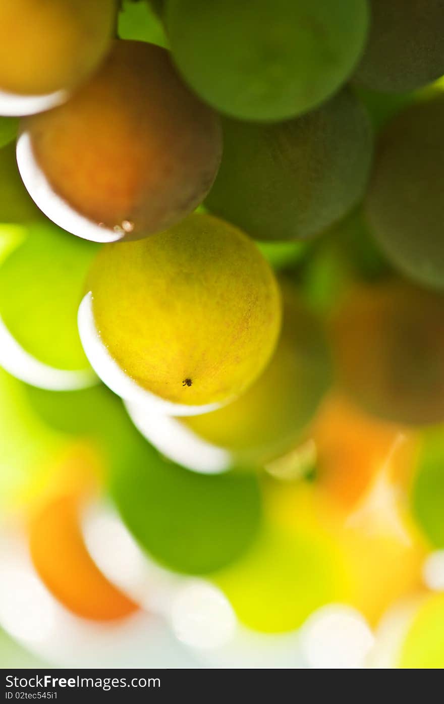Multi colored grape close up