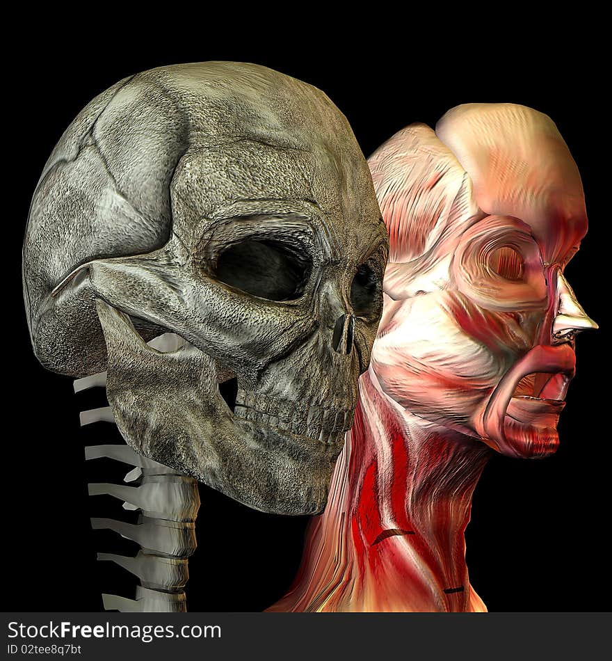 Human head with muscles and as skulls