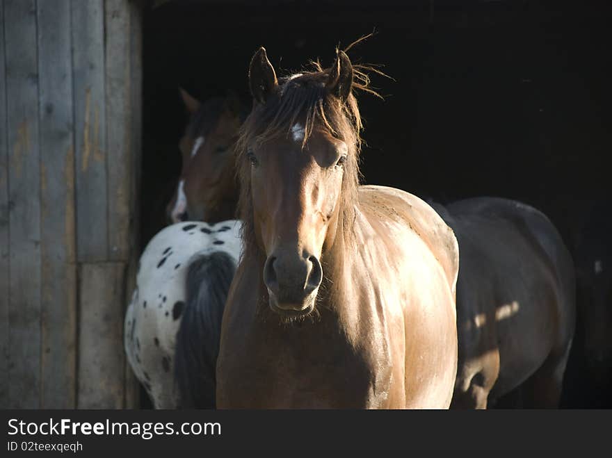 Frontal view of a brown horse in front of barn