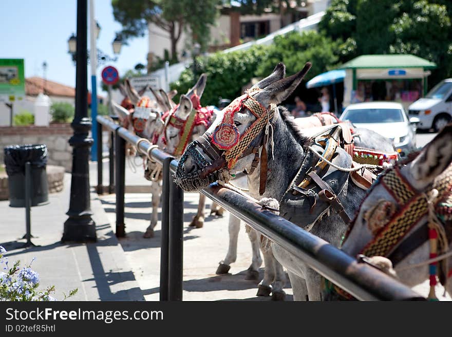 Donkeys In Mijas (Andalusia, Spain)