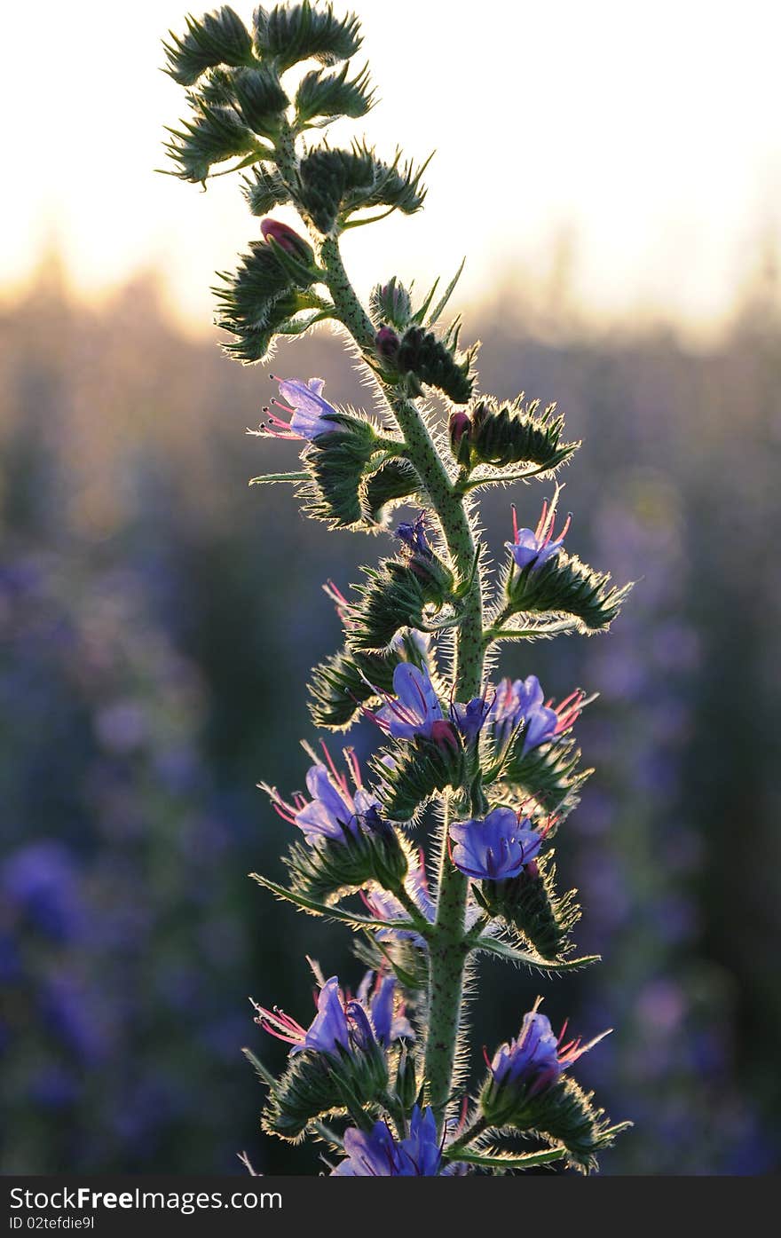 Flower in front of bright sky. Flower in front of bright sky