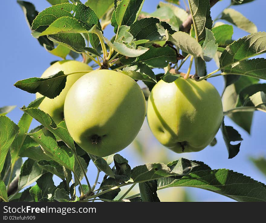 Green apples on a branch