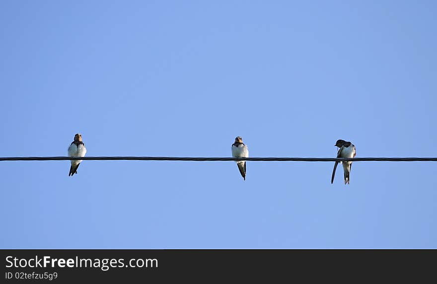 Three Swallows