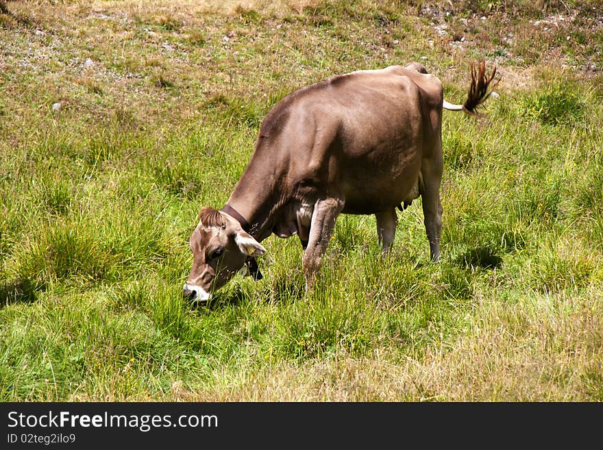 Cows