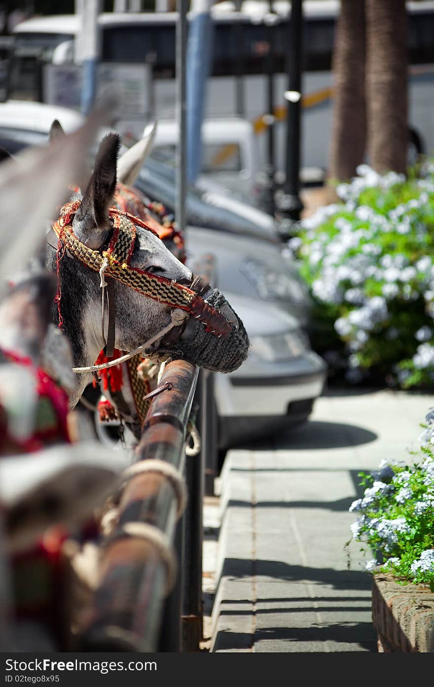 Donkey parked with cars