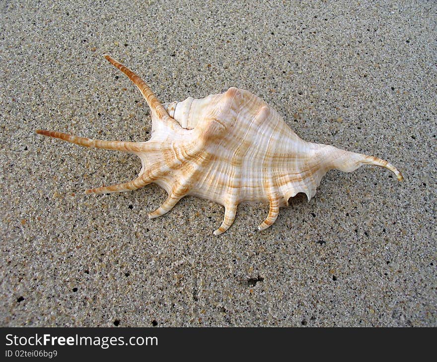 A very large sea shell on a sand beach. A very large sea shell on a sand beach