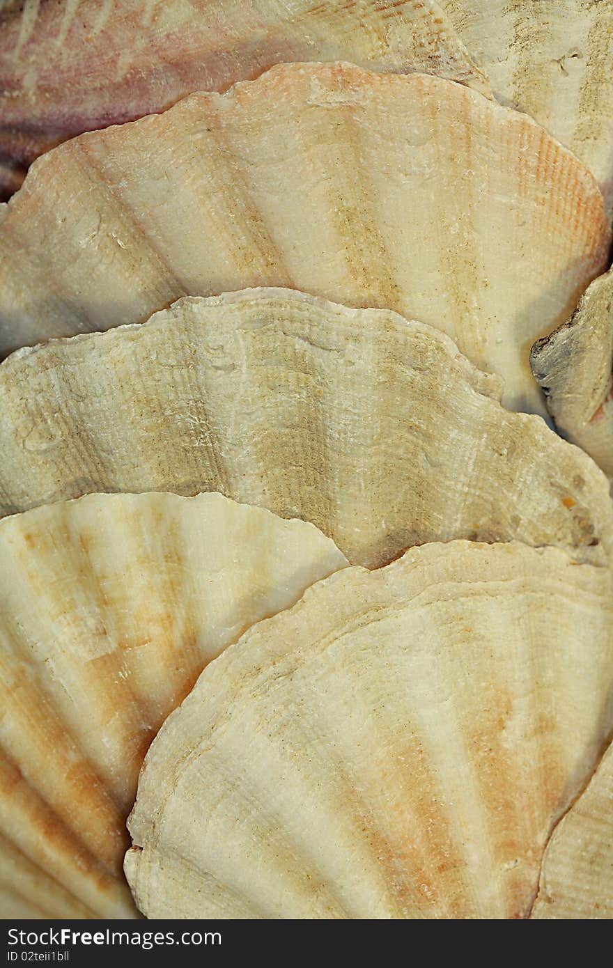 Macro study of a group of sand dollars