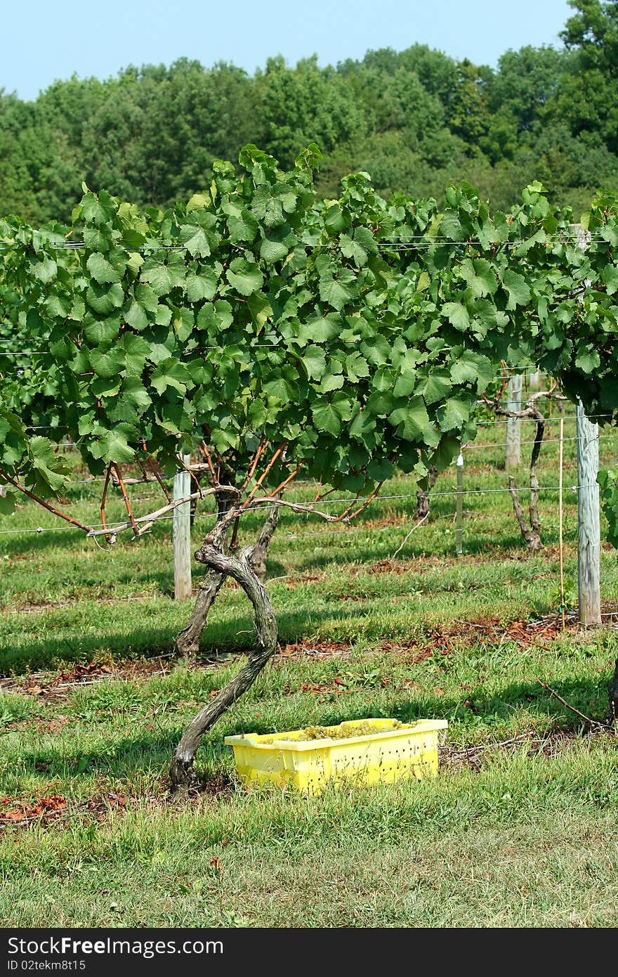 Container of freshly picked grapes