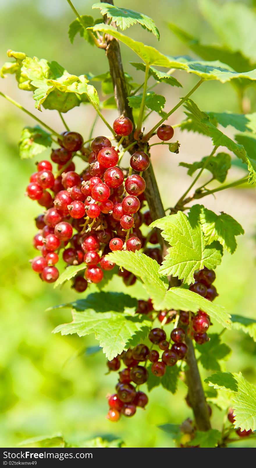 Red currant